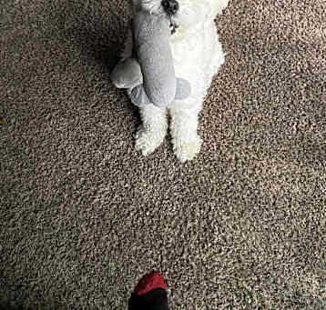 Photo of Charlie