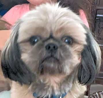 Photo of Chewy