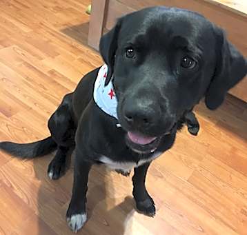 Photo of Rowdy