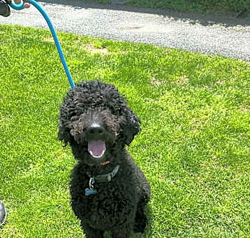 Photo of Sage