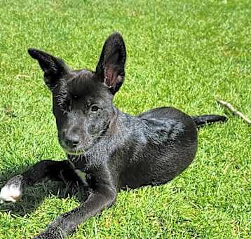 Photo of Polenta The Fun Girl