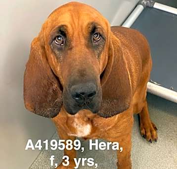 Photo of Hera URGENT SWEETIE WILL DIE!