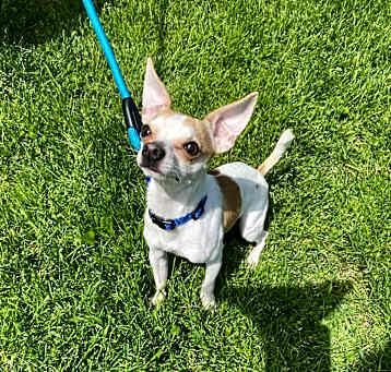 Photo of Coco