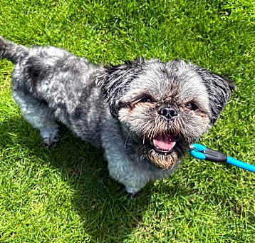 Photo of Gordo