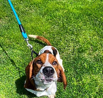 Photo of Copper
