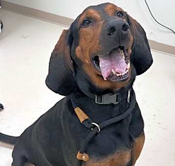 Photo of Rusty