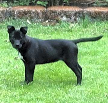 Photo of Koda