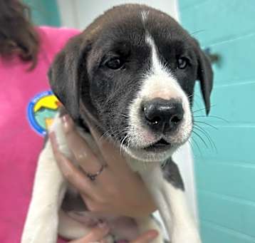 Photo of Cheerios-Adoptable Awaiting S/N