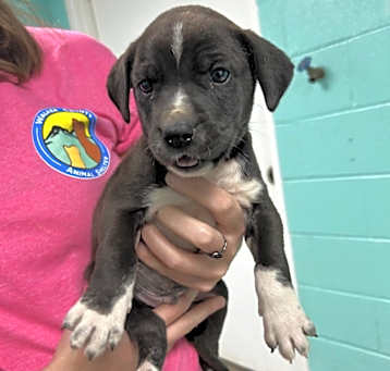 Photo of Coco Puffs - Adoptable Awaiting S/N