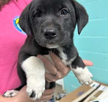 Photo of Countess Chocula - Adoptable