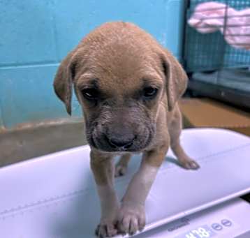 Photo of Corn Flakes - Adoptable Awaiting S/N