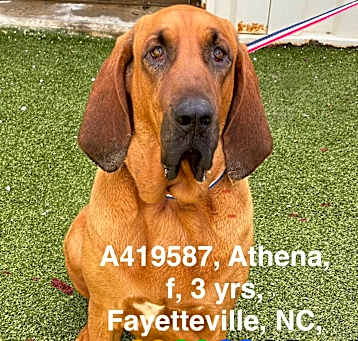 Photo of Athena PLEASE HELP WILL DIE