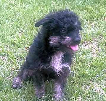 Photo of Harry aka Bear