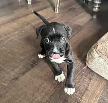 Photo of Romeo
