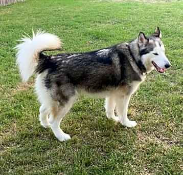 Photo of Shadow