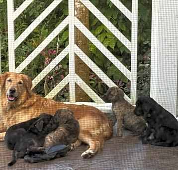 Photo of HAPA golden retievers