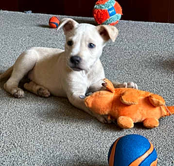 Photo of Jasper The Perfect Pup