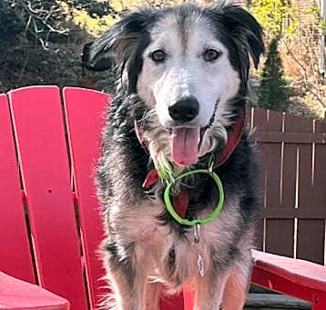 Photo of Zuzu