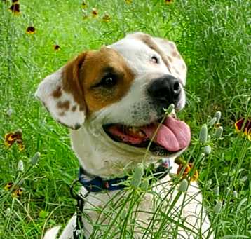 Photo of Wishbone JuM