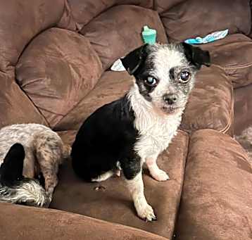 Photo of Lola- bonded with Lady
