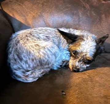 Photo of Lady- bonded to Lola