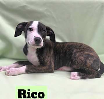 Photo of Rico