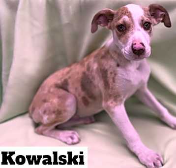 Photo of Kowalski