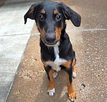 Photo of Peanut Butter