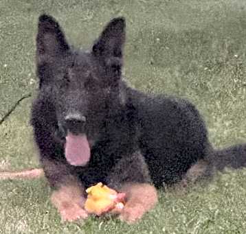 Photo of Bear
