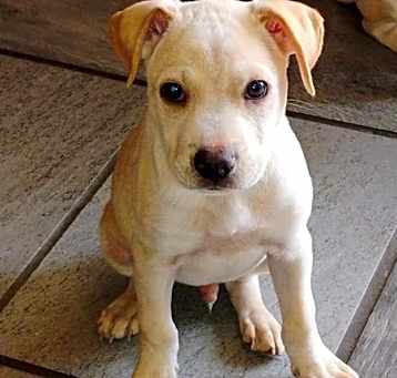 Photo of Tucker
