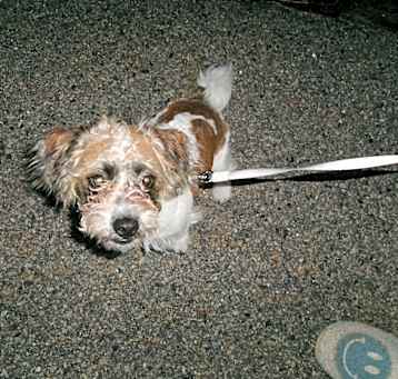 Photo of Benito