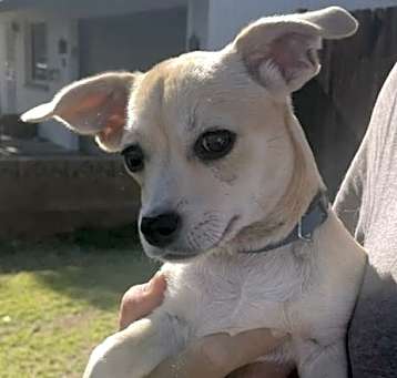 Photo of Xena