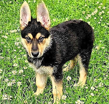 Photo of PUPPY KODA