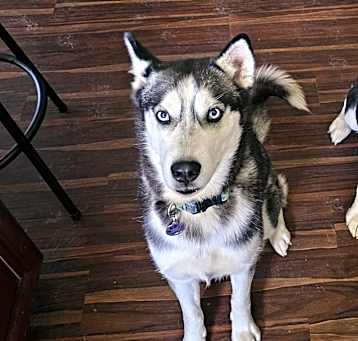 Photo of Luna