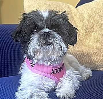 Photo of Dolly