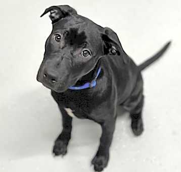 Photo of Stella