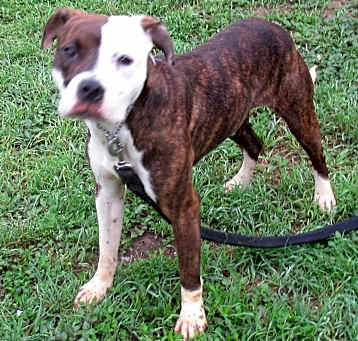 Photo of Bella