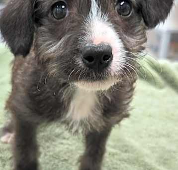 Photo of 161343 Ivy