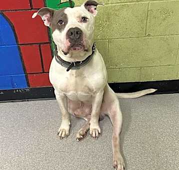 Photo of OTHELLO