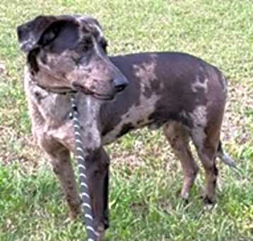 Photo of Brock (Banjo) (Cocoa)