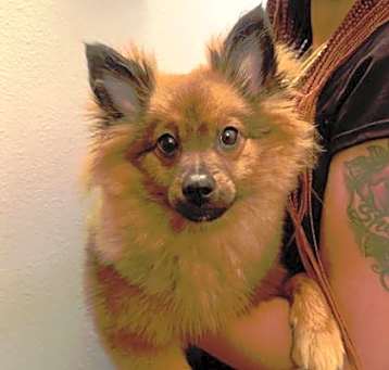 Photo of Grizzly