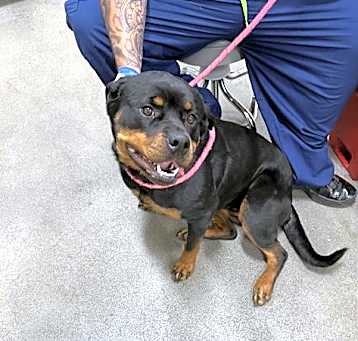 Photo of DUTCHESS