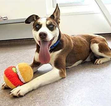 Photo of BUSTER