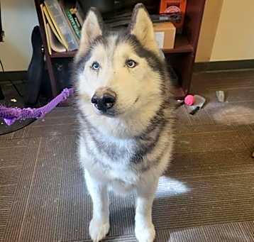Photo of SHASTA