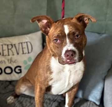 Photo of Ruby
