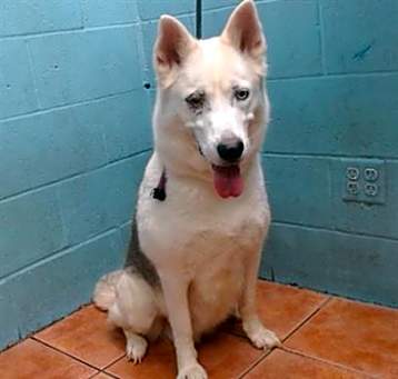 Photo of SHEBA