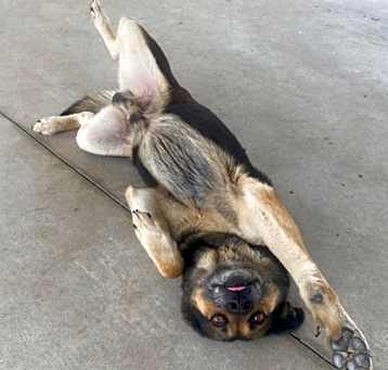 Photo of Snickers