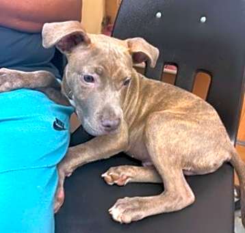 Photo of Boomin- Adopted PA