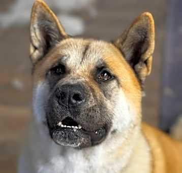 Photo of Honey
