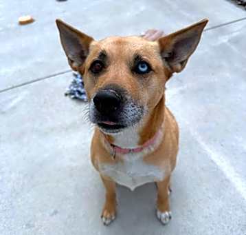 Photo of Nova (Sadie)